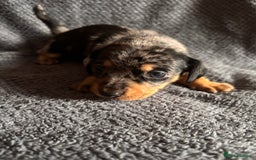 Mixed Breed dogs for sale: 5 gorgeous silver dapple dachshund cross puppies  - Image 8
