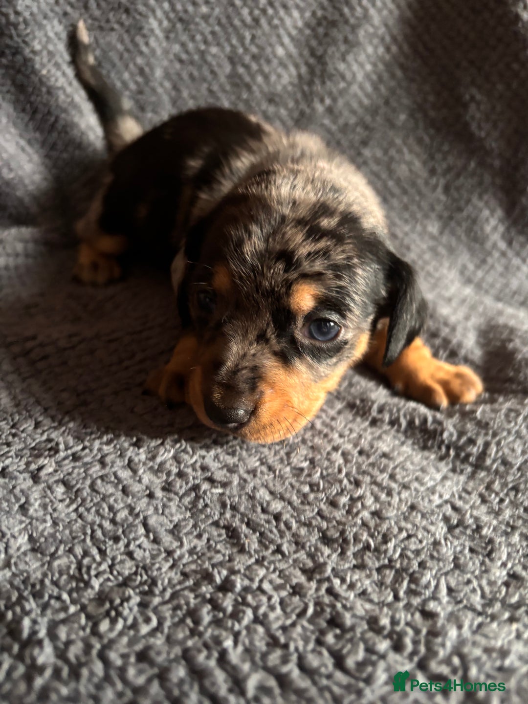 Mixed Breed dogs for sale: 5 gorgeous silver dapple dachshund cross puppies  - Image 8