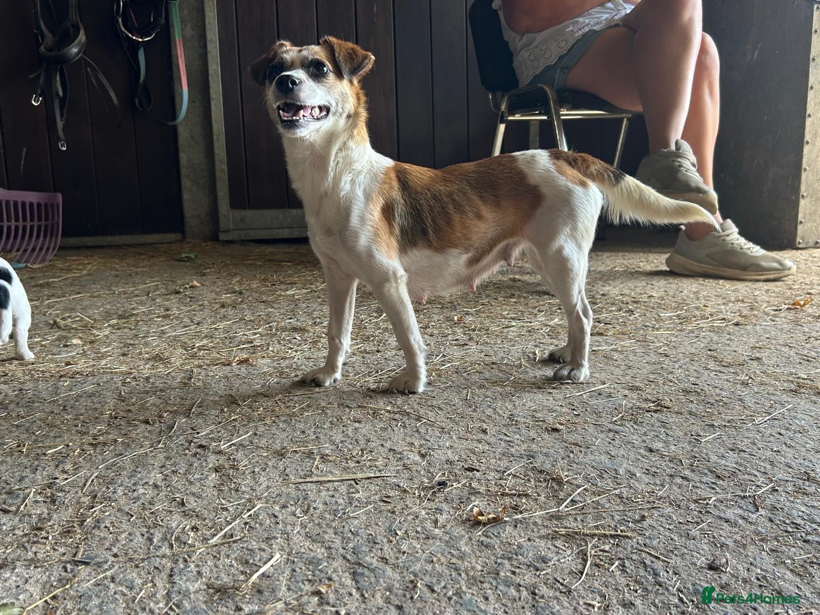 Jack Russell dogs READY NOW  JR pups  - Advert 2