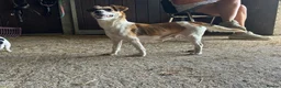 Jack Russell dogs for sale: READY NOW  JR pups  - Advert 2