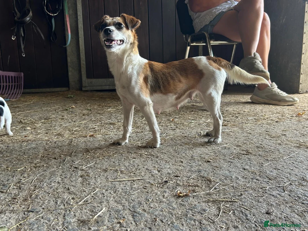 Jack Russell dogs for sale: READY NOW  JR pups  - Advert 2