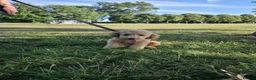 Miniature Poodle dogs for sale: Min Poodle in Leeds - Advert 3