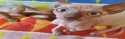 Sphynx cats for sale:  If you’re interested or  - Advert 5