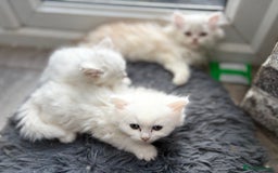 Persian cats for sale: Outstanding litter of Persian x kittens,  - Image 21