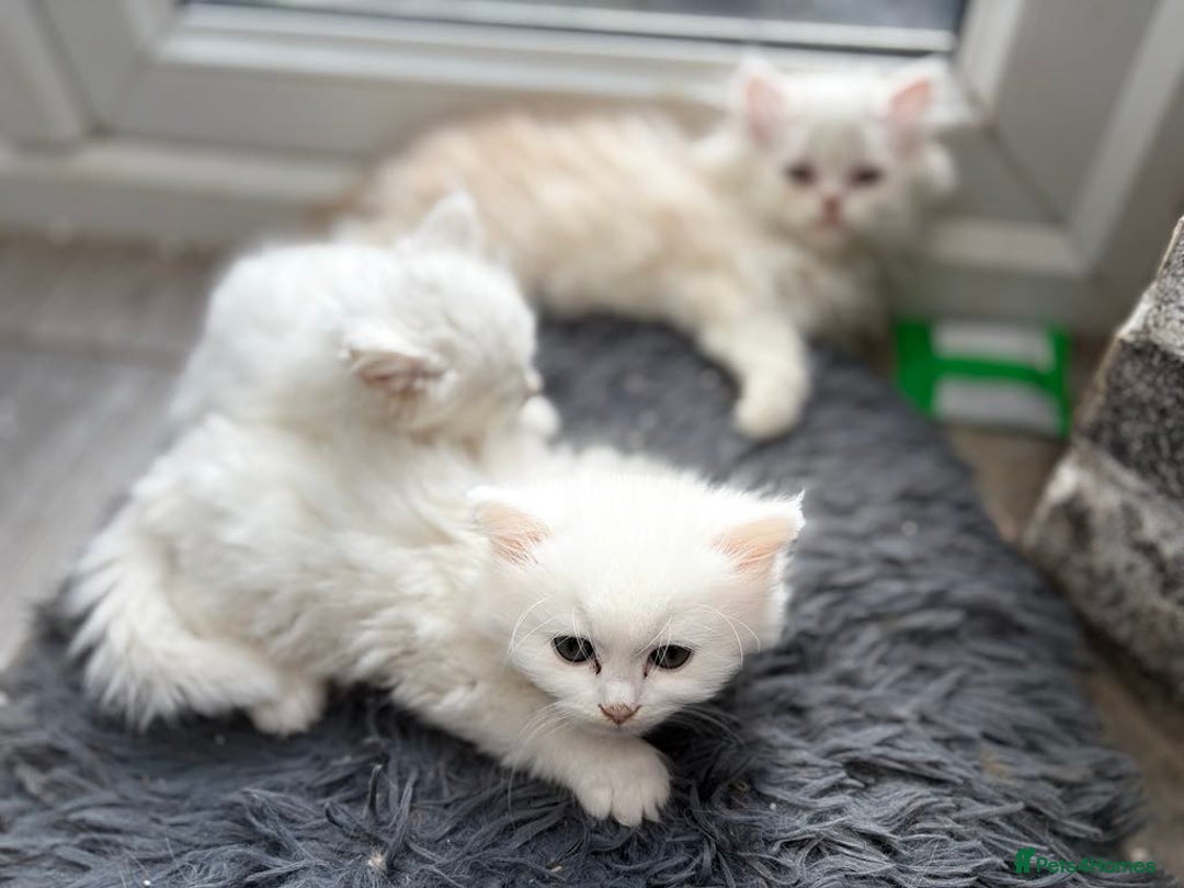 Persian cats for sale: Outstanding litter of Persian x kittens,  - Image 21