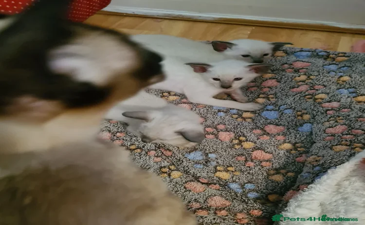Siamese cats - Advert 1