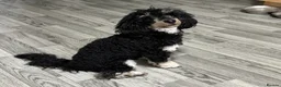 Toy Poodle dogs for sale: male toy poodle  in Southampton - Advert 3