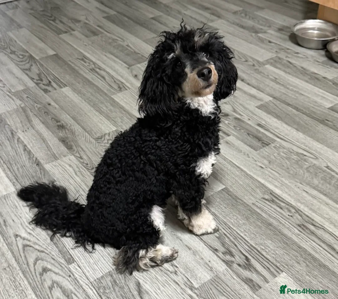 Toy Poodle dogs for sale: male toy poodle  in Southampton - Advert 3