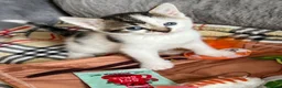 Mixed Breed cats for sale: Kittens for Sale £160 - Advert 3