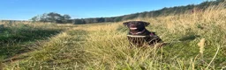 Labrador Retriever dogs for sale: READY FOR THEIR FOREVER HOMES EXCELLENT KC LABS - Advert 4