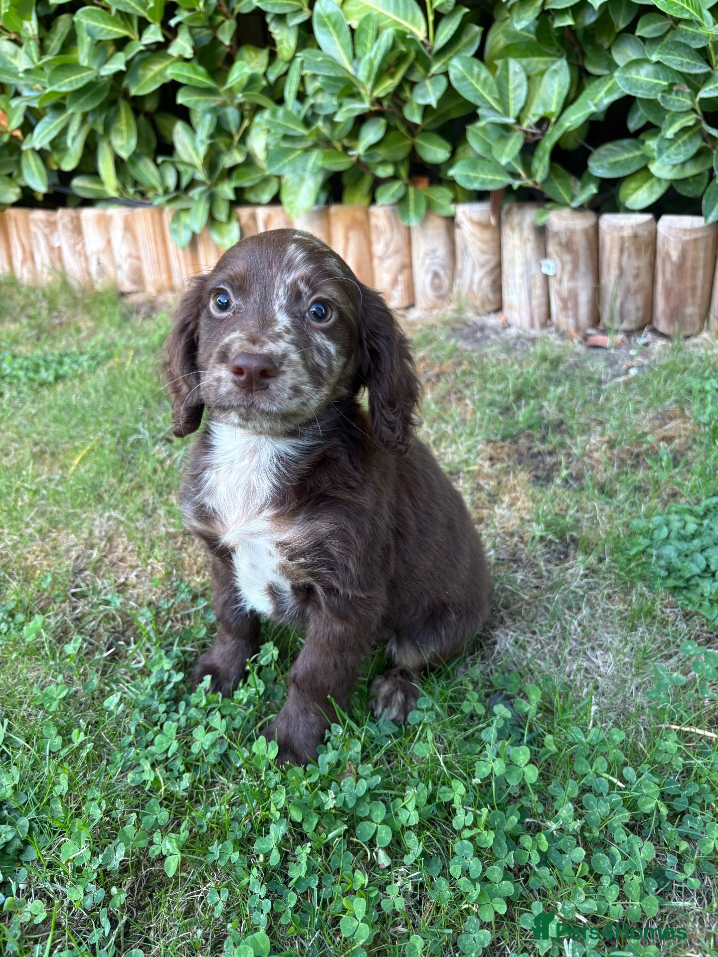 Cocker Spaniel dogs Cocker spaniel puppies  - Advert 1