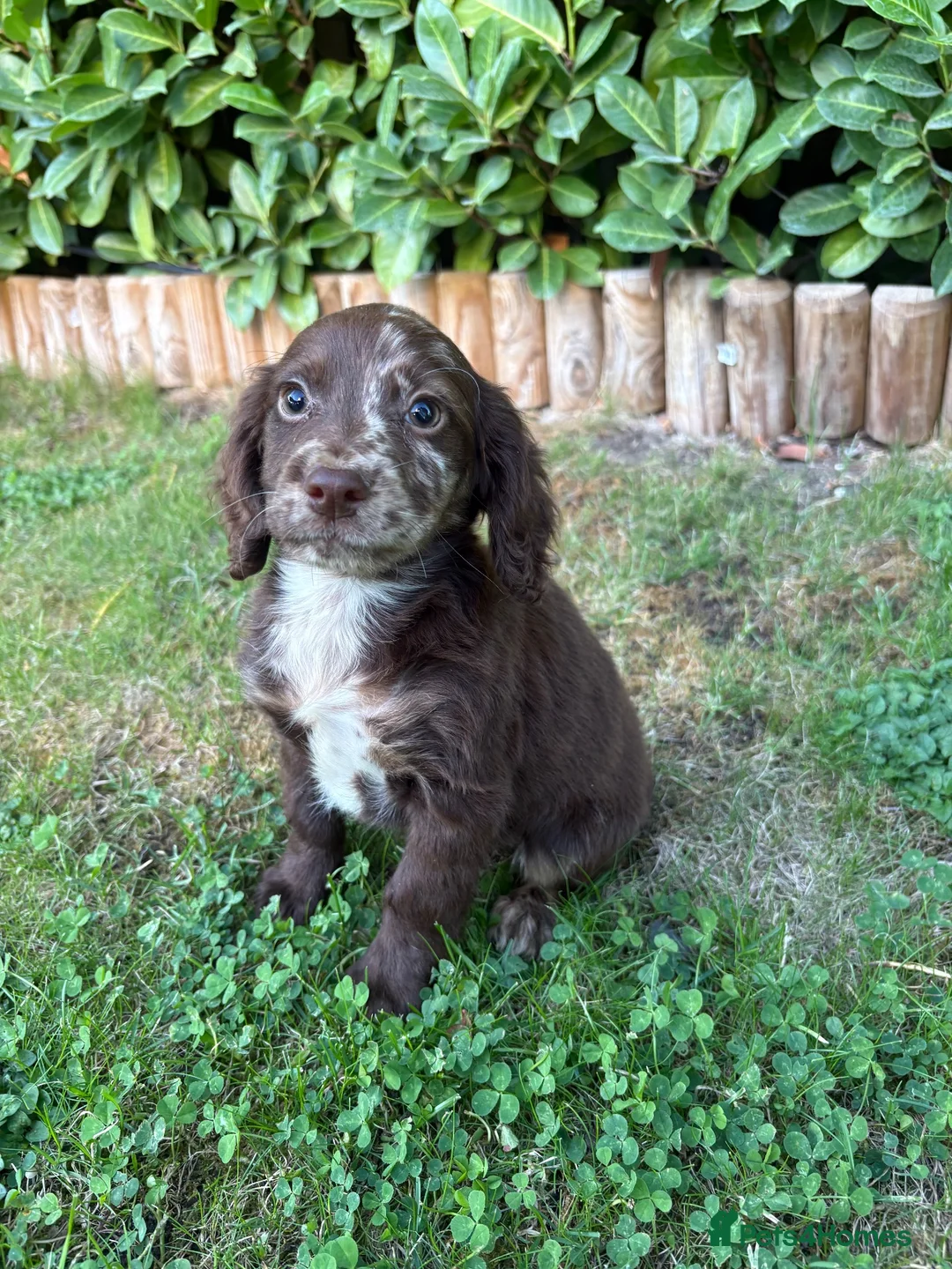 Cocker Spaniel dogs for sale: Cocker spaniel puppies  in Cambridge - Advert 1