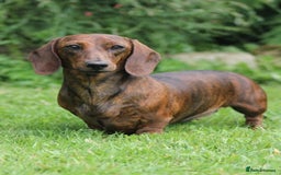 Miniature Dachshund dogs for sale: Miniature smooth hair dachshund puppies  - Advert 3
