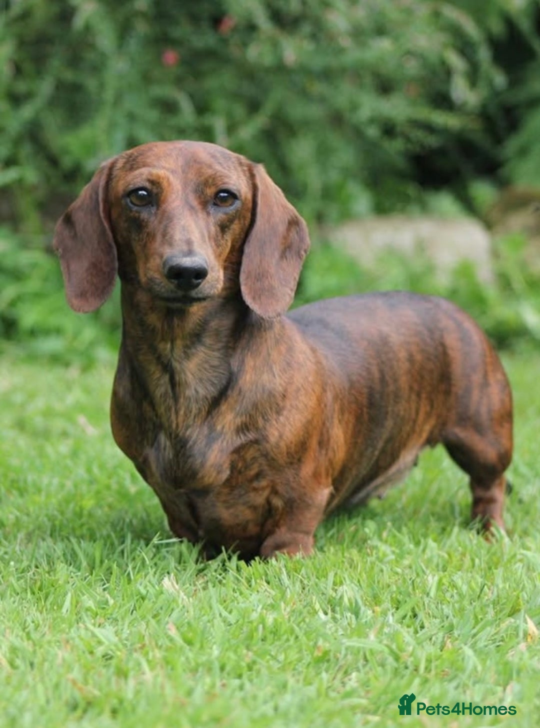 Miniature Dachshund dogs for sale: Miniature smooth hair dachshund puppies  - Advert 3
