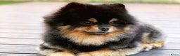 Pomeranian dogs for stud: Top Quality Champion Lines Pomeranian Stud in Ebbw Vale - Advert 18