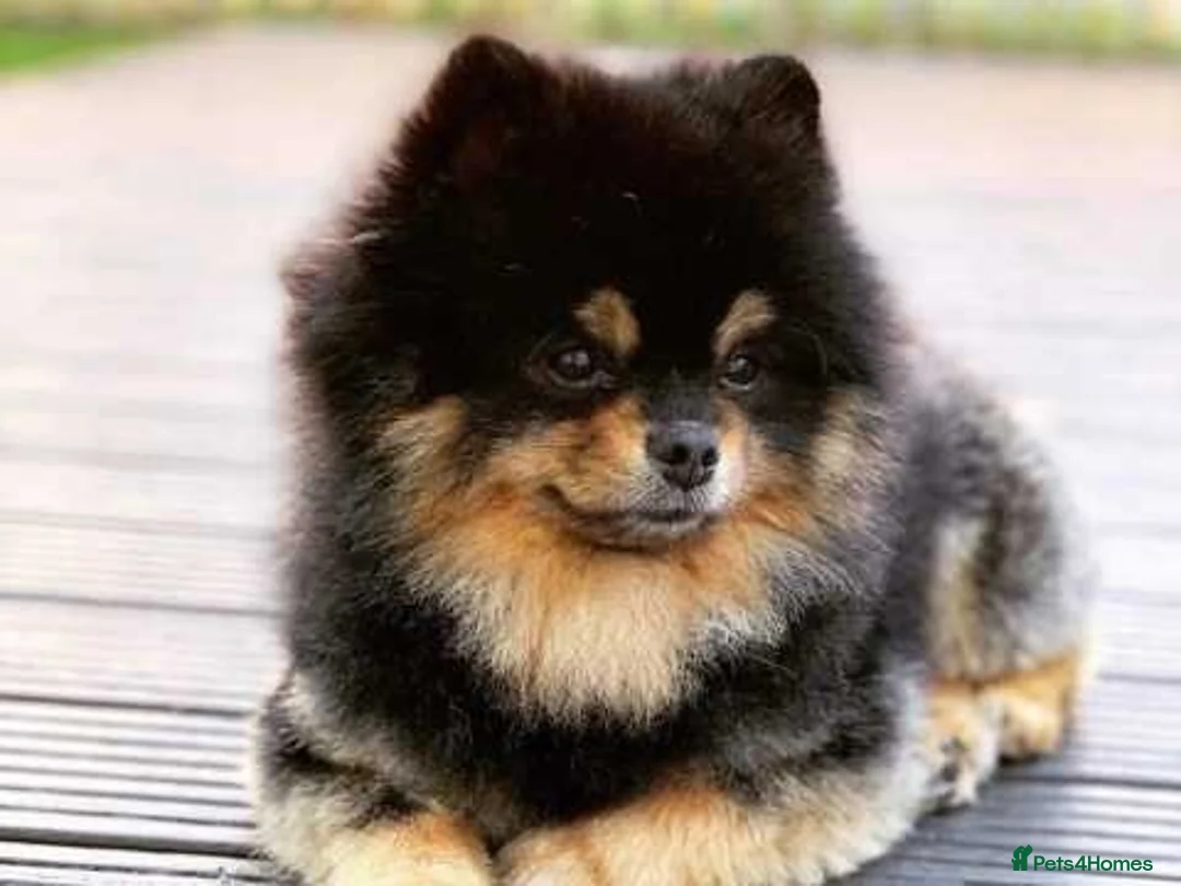 Pomeranian dogs for stud: Top Quality Champion Lines Pomeranian Stud in Ebbw Vale - Advert 18