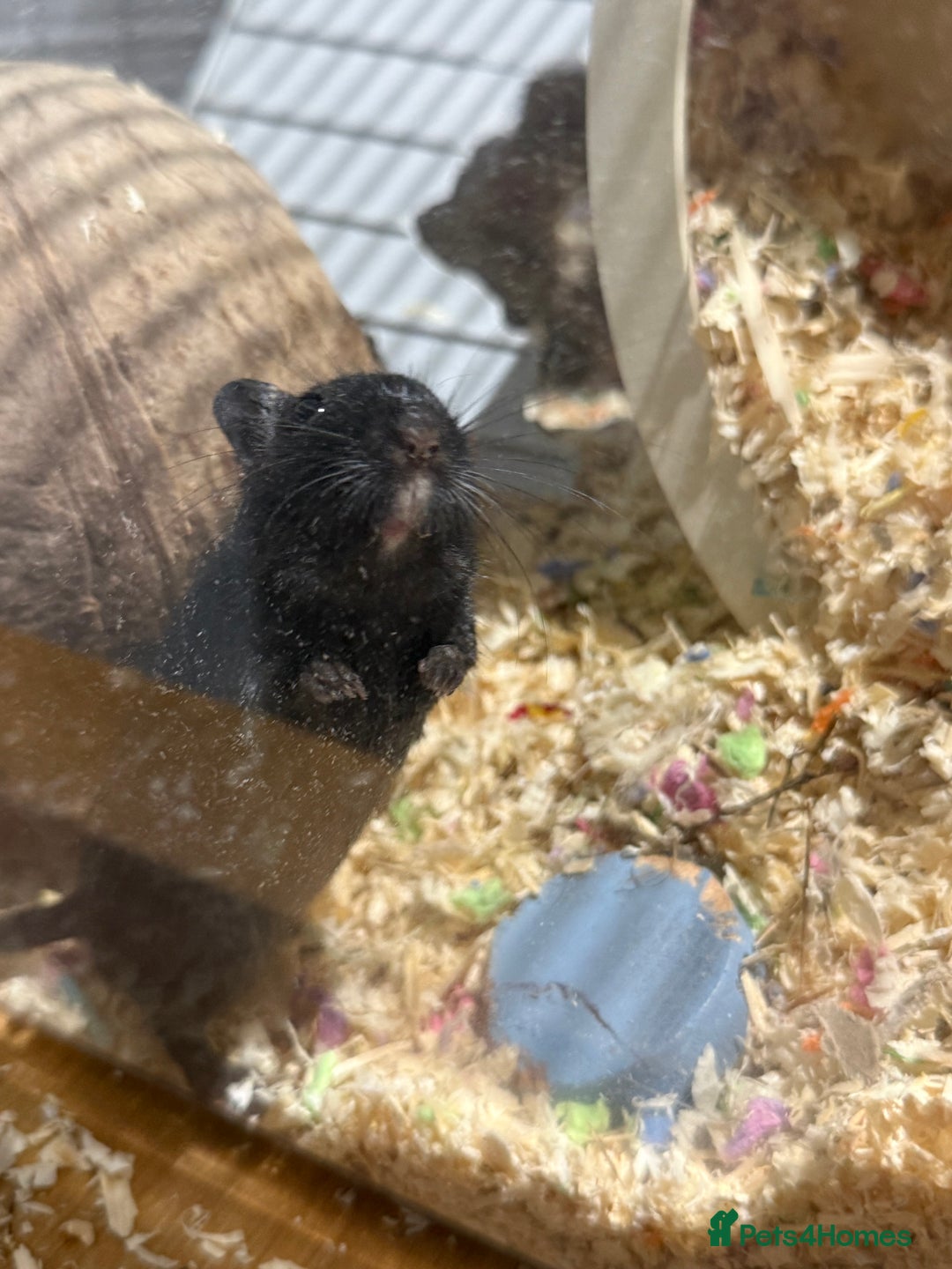 Gerbil rodents for sale: Two male gerbils to be rehomed asap - Image 3
