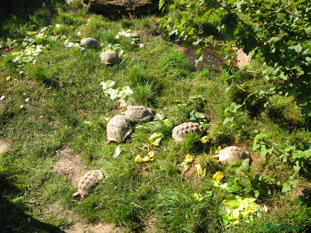 Tortoise reptiles for sale: Baby Hermann & Spur-thigh Tortoises for sale - Image 9