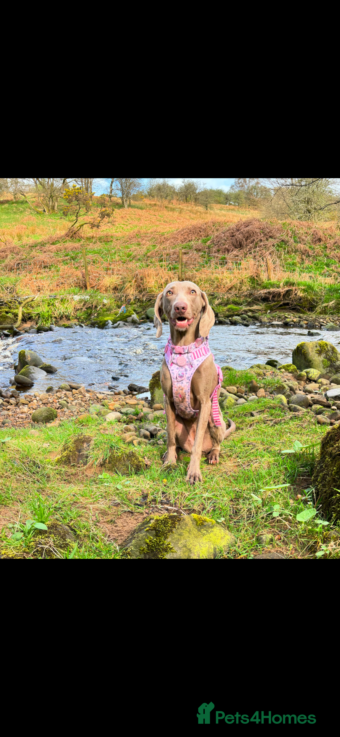 Weimaraner dogs Rehoming Weimaraner  - Advert 12