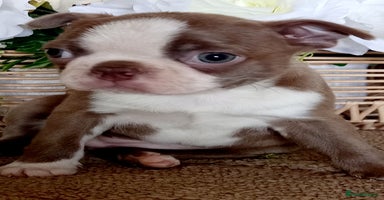 Boston Terrier dogs in Stafford - Advert 2