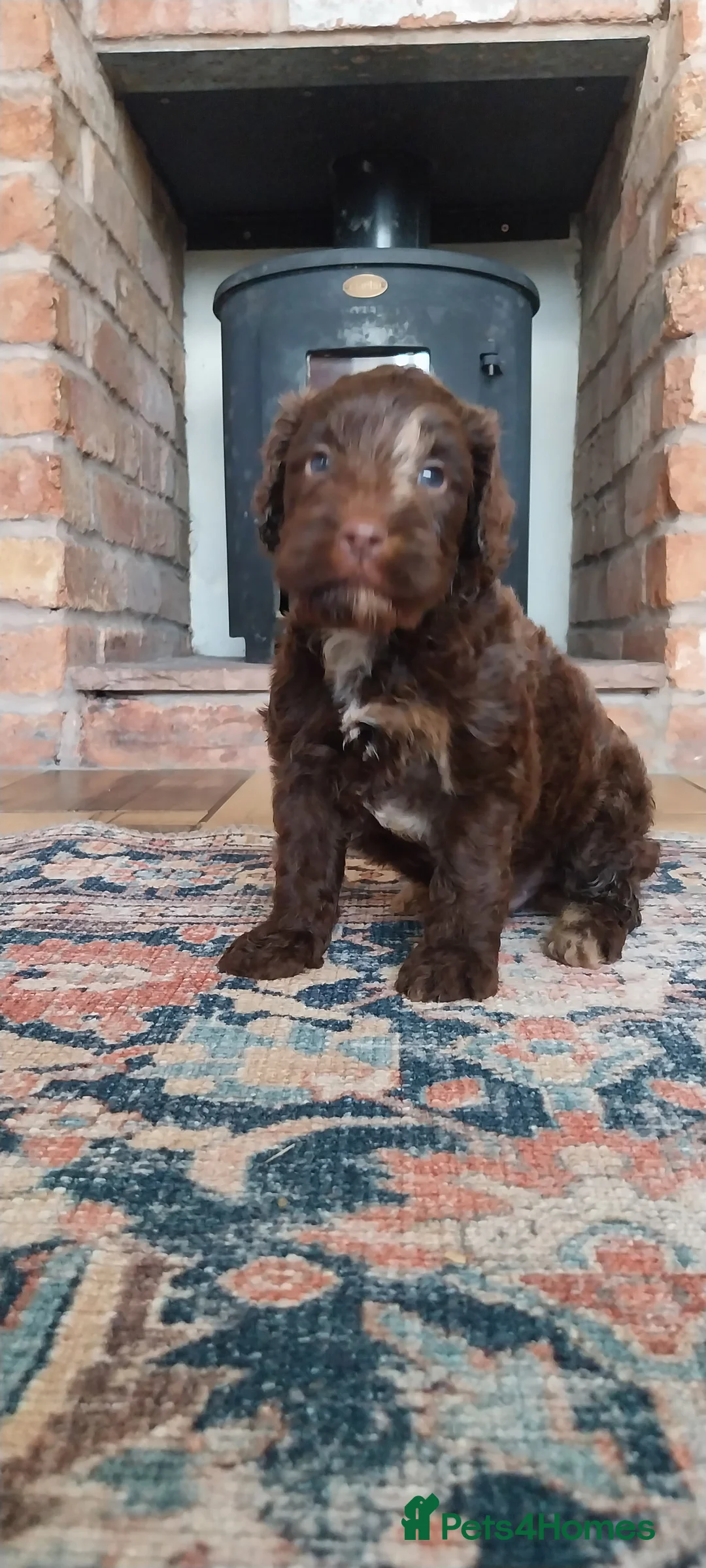 Miniature Poodle dogs for stud: DWKC  merle miniature poodle. Fully health tested  in Walsall - Advert 24