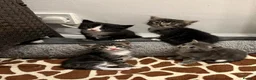 Mixed Breed cats for sale: Lovely Mixed-Breed Kittens Seeking Loving Homes - Advert 4