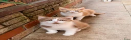 Scottish Fold cats for sale: Scottish straight brothers READY NOW - Advert 8