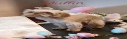 Shih Tzu dogs for sale: 🌈  **  IMPERIAL PUPS 🌈  - Advert 5