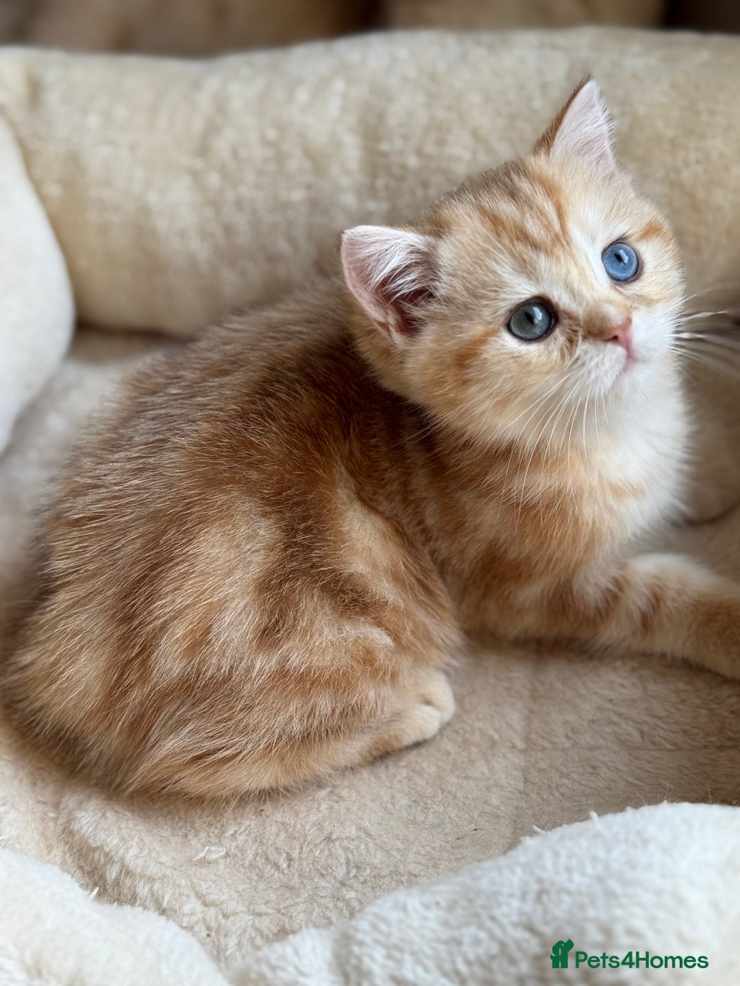 British Shorthair cats for sale: GCCF reg BSH Chocolate and Black Golden Kittens in London - Image 33