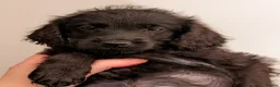 Labradoodle dogs for sale: Miniature Labradoodles -Merle, Phantom, Black, Red - Advert 20