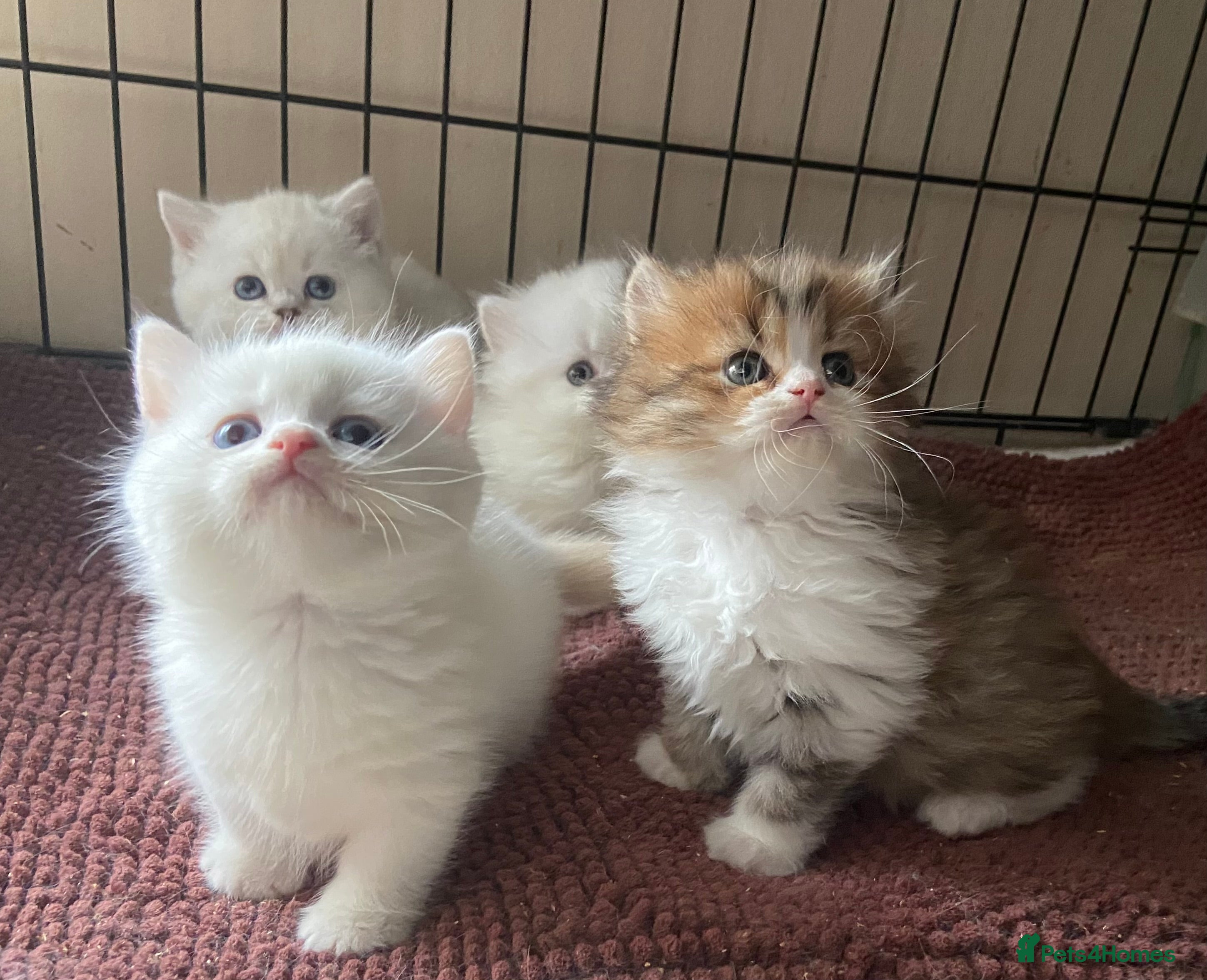 Munchkin cats Full Pedigree Munchkin Kittens( 7 weeks old)  - Advert 1