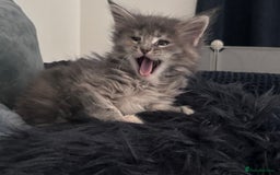 Maine Coon cats for sale: Beautiful female full Maine coon kittens  - Image 8