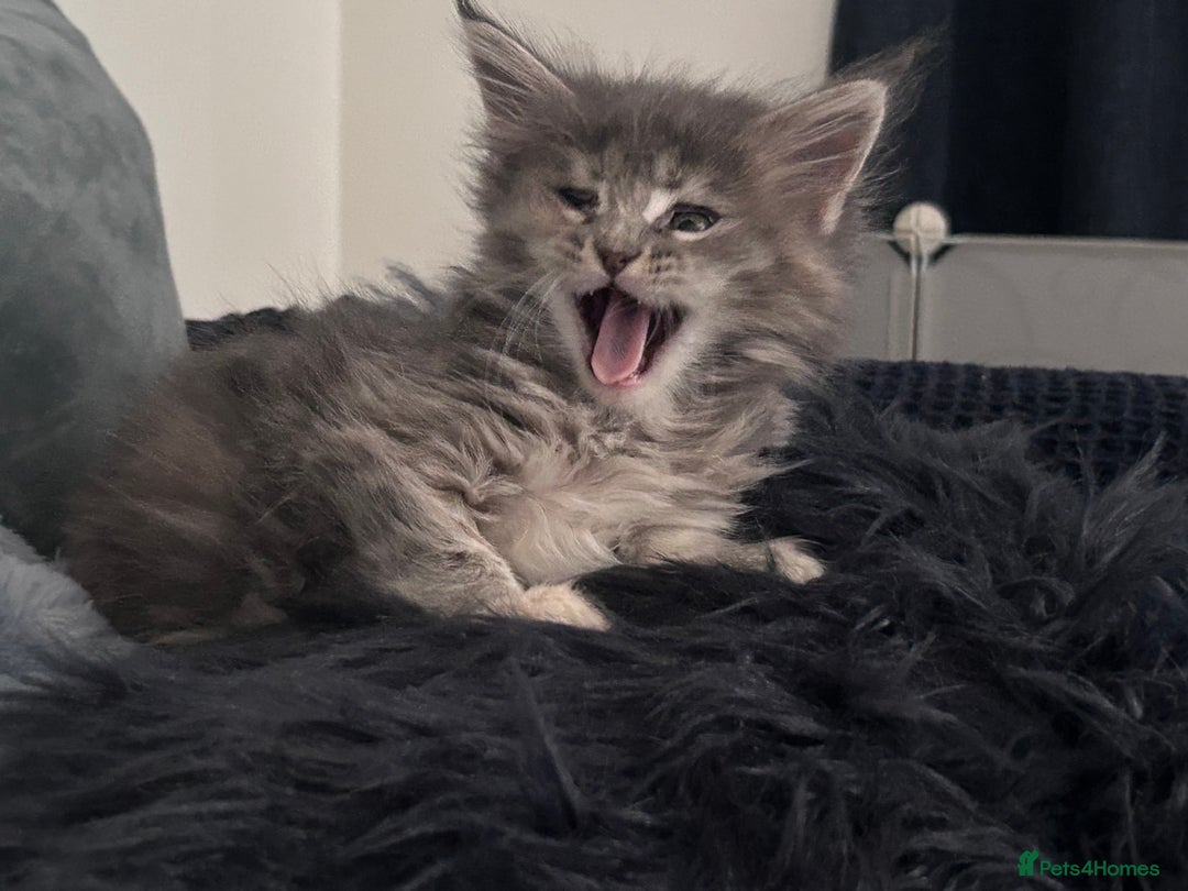 Maine Coon cats for sale: Beautiful female full Maine coon kittens  - Image 8