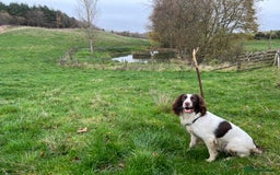 English Springer Spaniel dogs for sale: Male black and white springer spaniel  - Image 7
