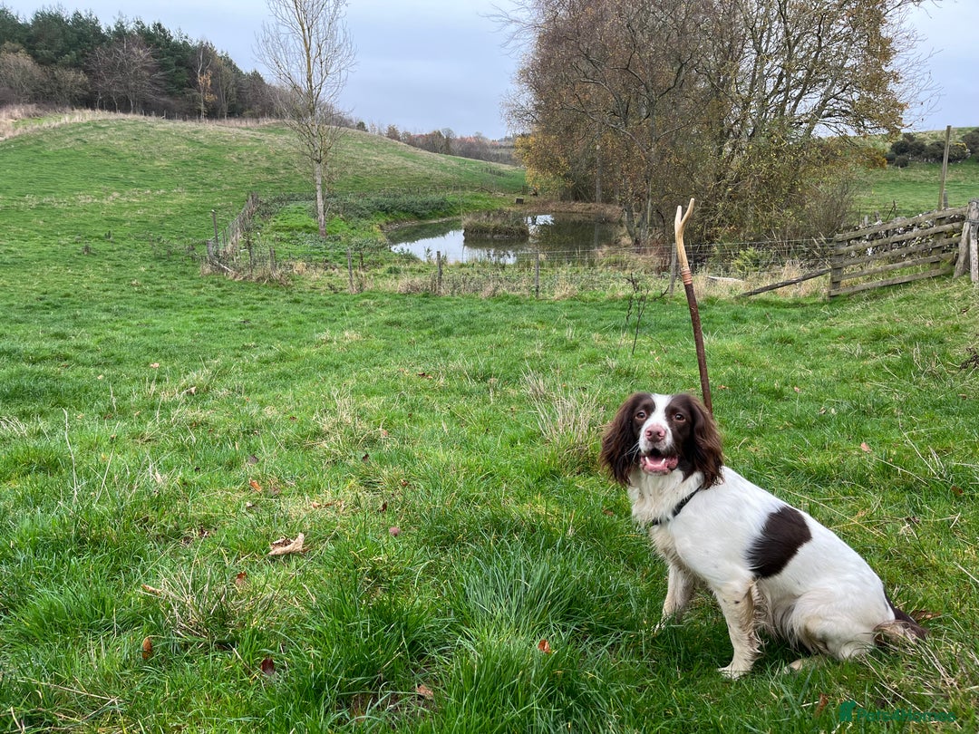 English Springer Spaniel dogs for sale: Male black and white springer spaniel  - Image 7