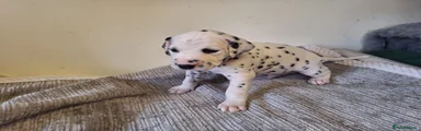 Dalmatian 1