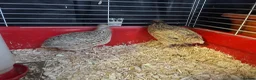 Quail poultry for sale: 3 Corturnix and 2 Celadon - Advert 5