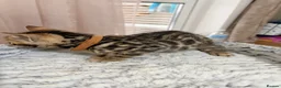 Bengal cats for sale: Quality Bengal kittens in Harrow - Advert 11