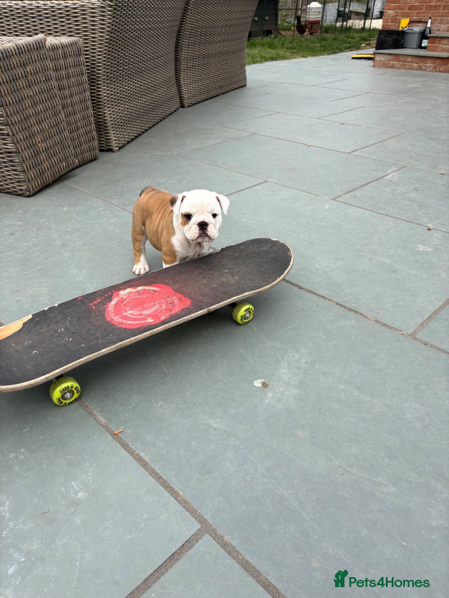 English Bulldog dogs for sale: 🐾KC reg Red & White English Bulldog 🐶 - Advert 11