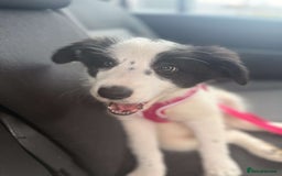 Border Collie dogs for sale: All white border collie girl  - Image 3