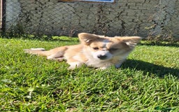 Mixed Breed dogs for adoption: Lilly for adoption - Image 3