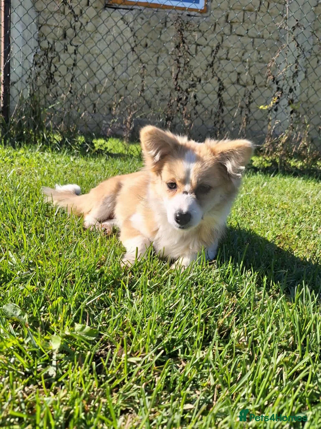 Mixed Breed dogs for adoption: Lilly for adoption - Image 3