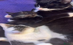 British Shorthair cats for sale: Missy & her 3 kittens & adopted rescue kitten scar - Image 14