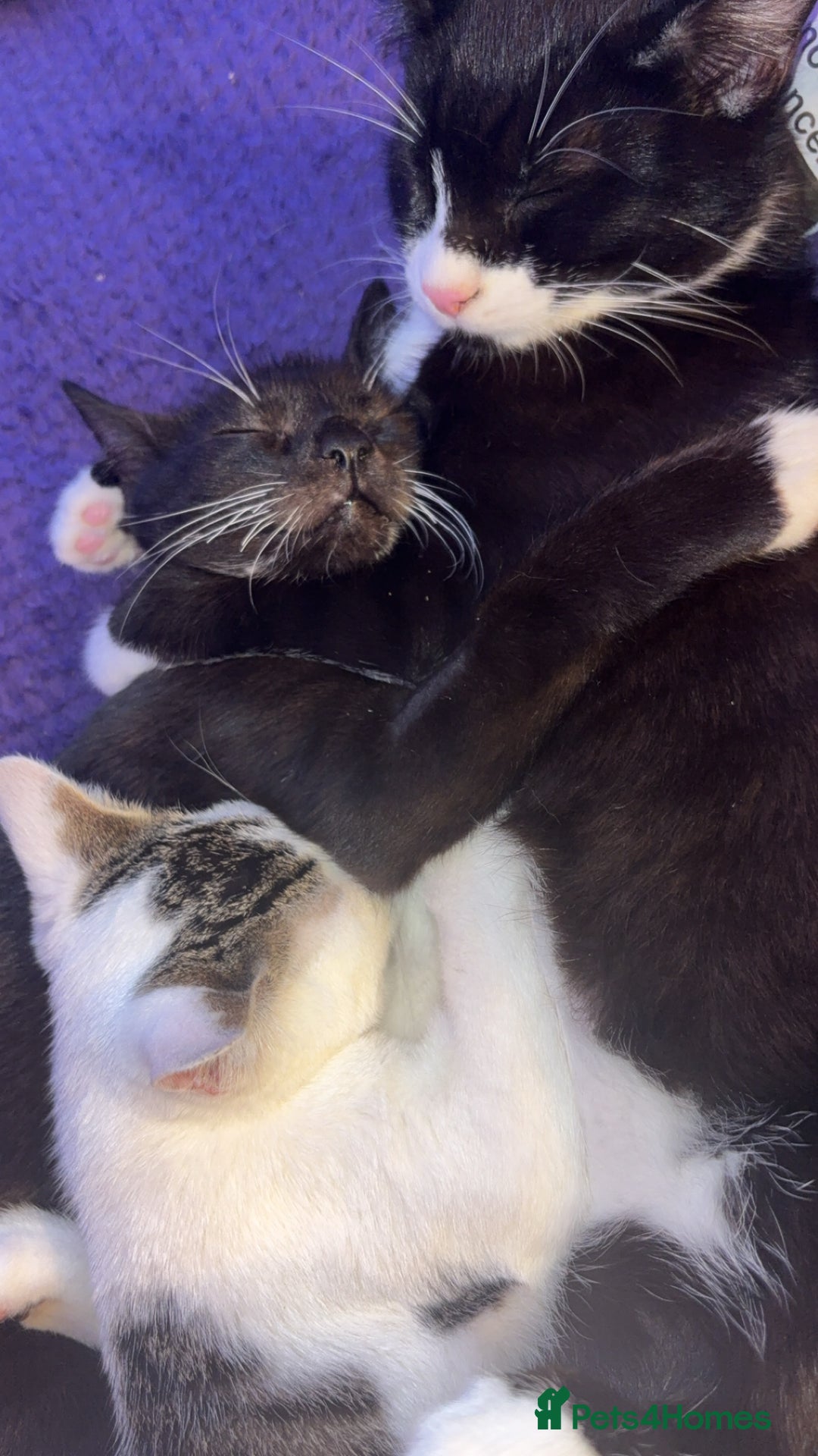 British Shorthair cats for sale: Missy & her 3 kittens & adopted rescue kitten scar - Image 14