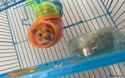 Hamster rodents for sale: Hamster and her cage  - Image 1