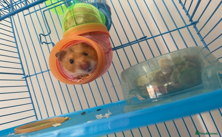 Hamster rodents - Advert 1