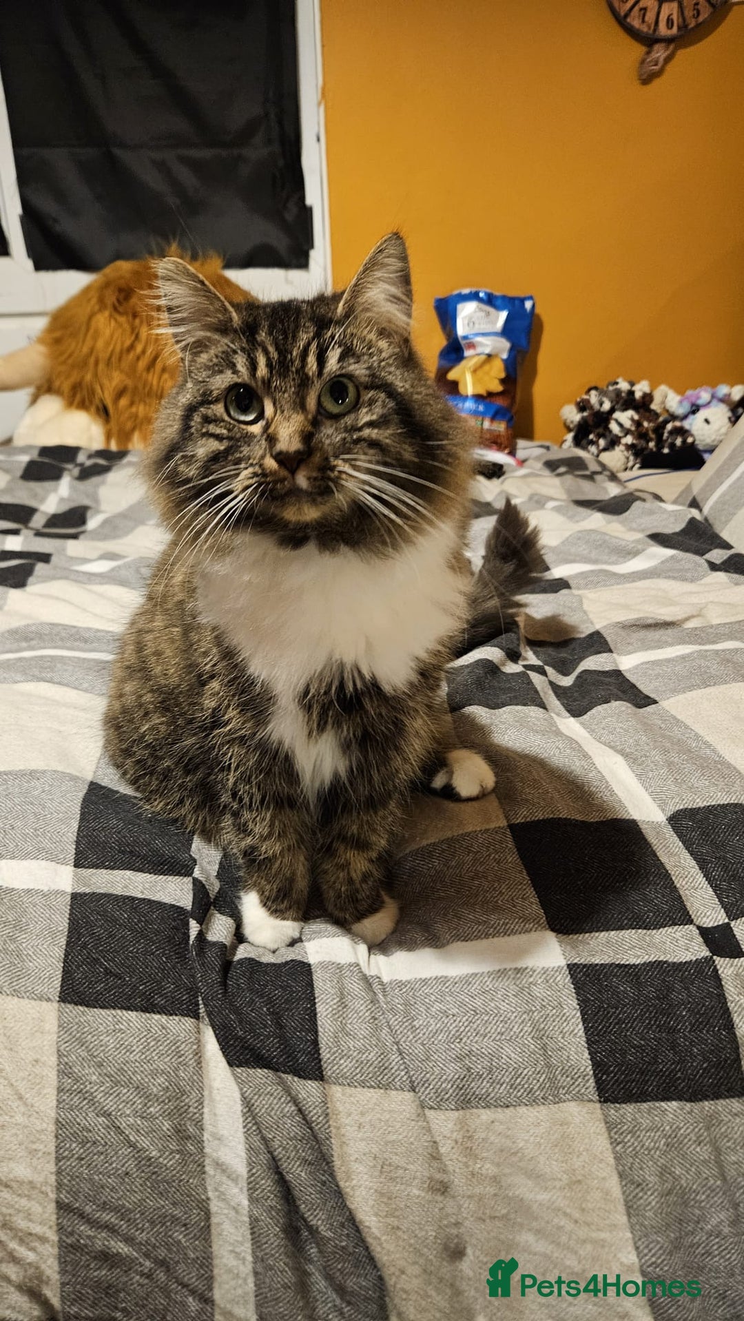 Norwegian Forest Cat cats for sale: For rehome norweigin forest cross ragdoll  - Advert 4