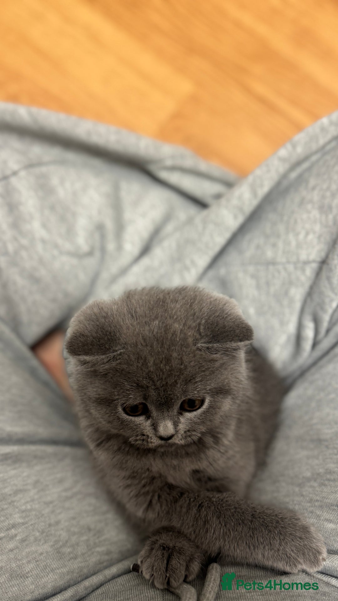 British Shorthair cats for sale: British shorthair female  - Advert 2