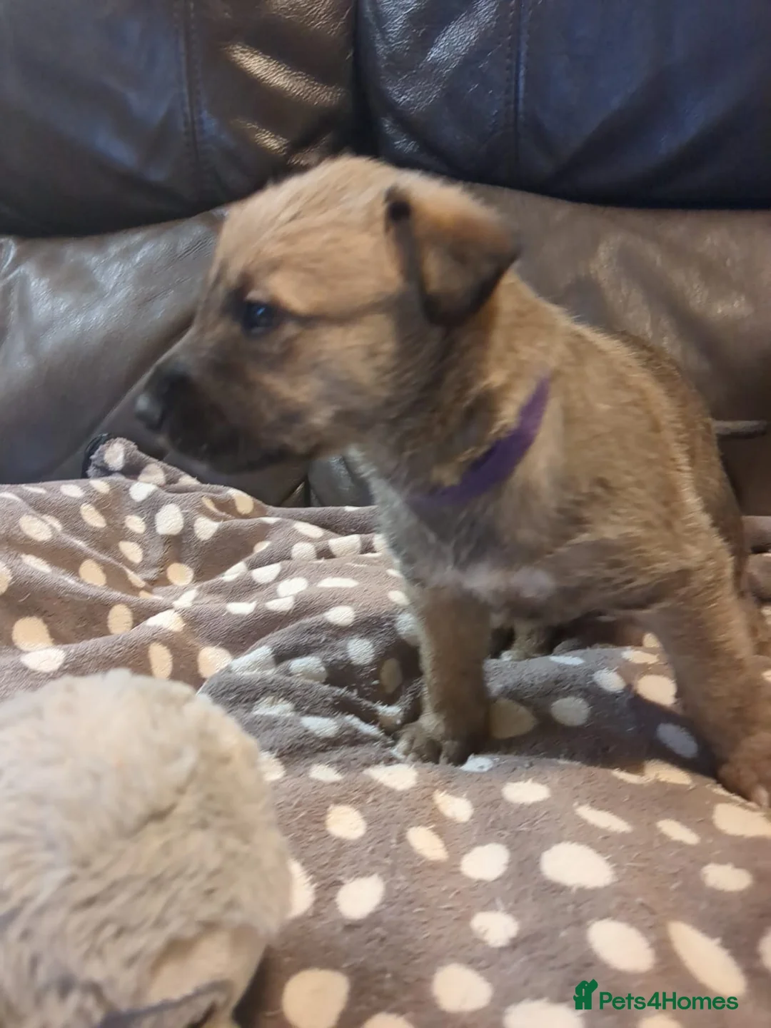 Lurcher dogs for sale: Lurcher pups Bedlington x whippet x greyh x collie - Advert 3