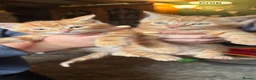 Mixed Breed cats for sale: Beautiful Family-Raised Kittens in Oswestry - Advert 2